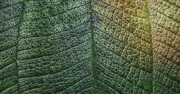 Фон Листьев Макро Зеленая Природа Близко — стоковое фото