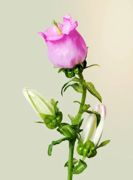 Цветущий Розовый Цветок Кампулы — стоковое фото