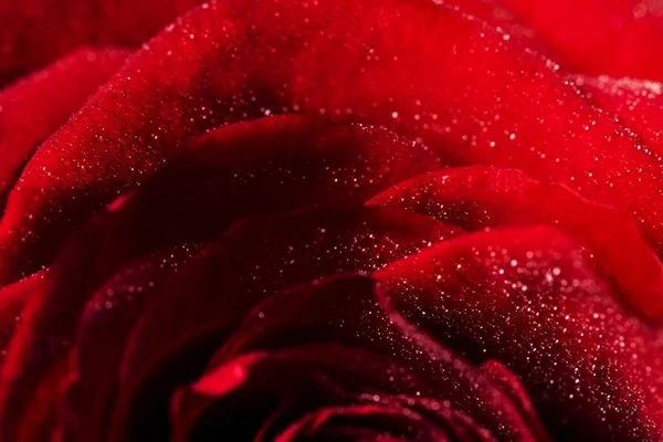 Rosa Rossa Sfondo San Valentino Macro Shot Floreale — Foto Stock