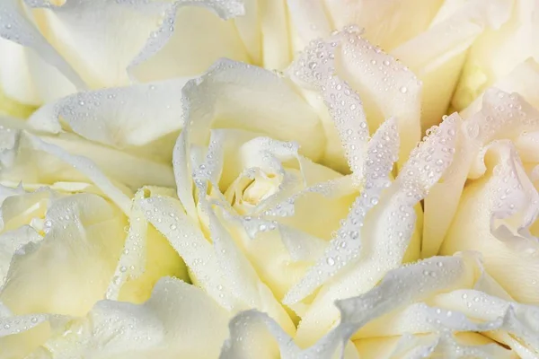 Beyaz Güller Arka Plan Çiçek Makro Çekim — Stok fotoğraf