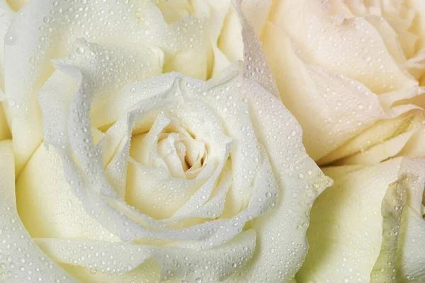 Bianco Rosa Sfondo Fiore Primo Piano Colpo — Foto Stock