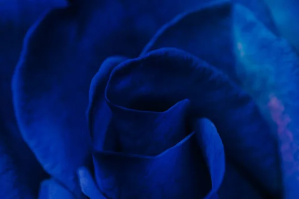Синий Розовый Фон Цветочный Макроснимок — стоковое фото