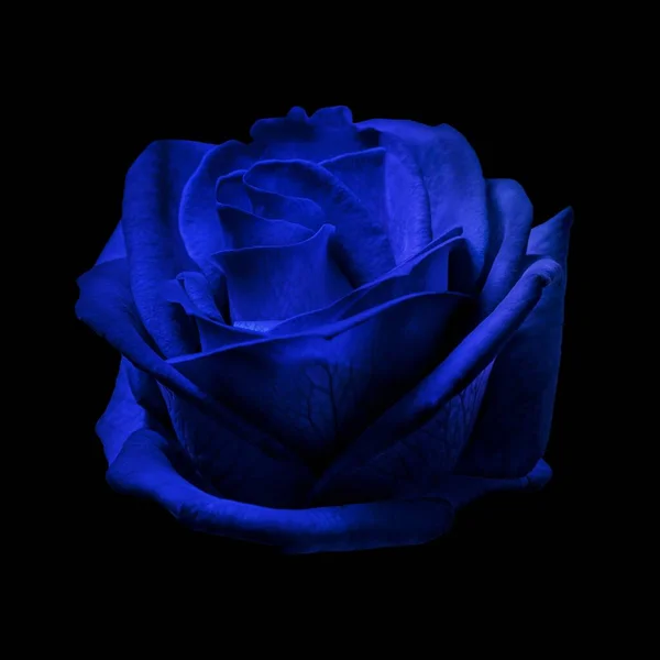 Rosa Blu Fiore Primo Piano Colpo — Foto Stock