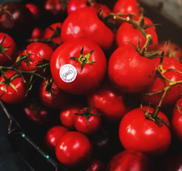 Nahaufnahme Von Frischen Bio Tomaten — Stockfoto