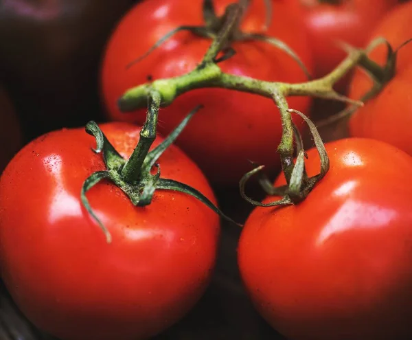 Closeup Fresh Organic Tomatoes — Stock Photo, Image