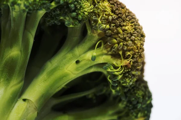 Naturliga Färsk Ekologisk Broccoli Isolerad Bakgrunden — Stockfoto
