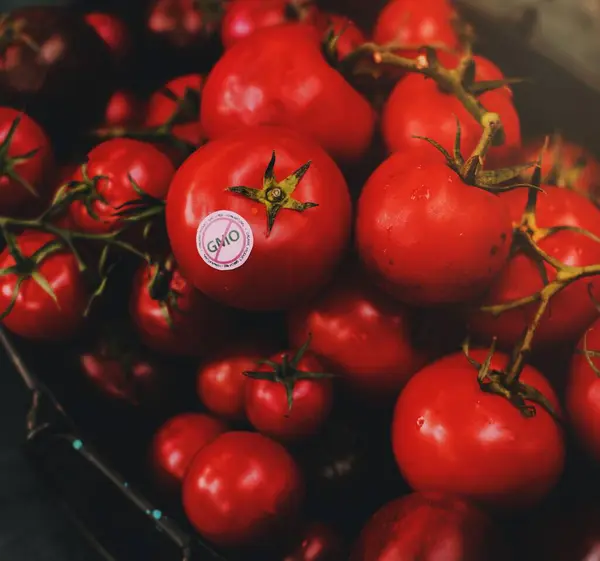 Frische Natürliche Rohe Rote Tomaten — Stockfoto