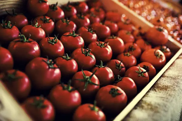 Fresh Organic Tomatoes Product Pattern — Stock Photo, Image