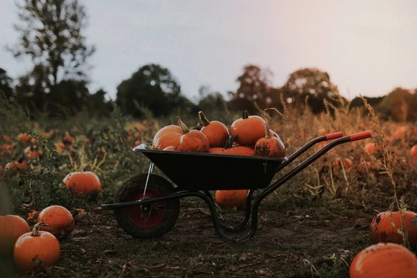 ホイールバロー暗い秋の気分でハロウィーンのカボチャ — ストック写真