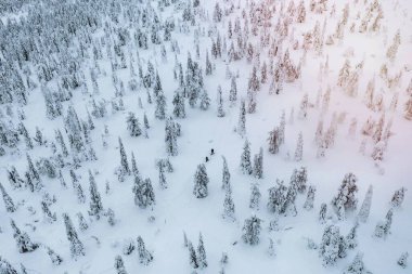 Laponya, Finlandiya 'da karlı bir ormanda yürüyüş yapan insanların insansız hava aracı görüntüleri.