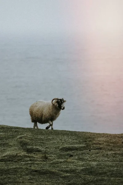 Ovelha Blackface Escocesa Talisker Bay Ilha Skye Escócia — Fotografia de Stock