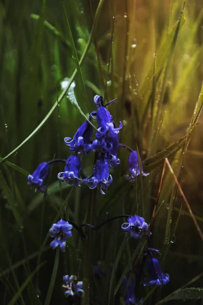 Bluebell Flowers Field — Stock Photo, Image