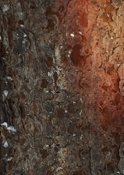 Dennenboom Schors Textuur Achtergrond — Stockfoto