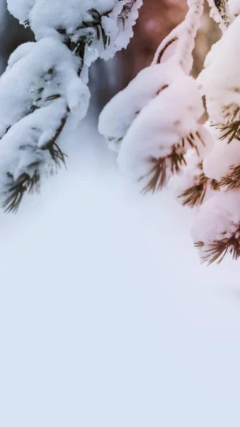 Κοντινό Πλάνο Χιονισμένων Δέντρων Στο Εθνικό Πάρκο Riisitunturi Φινλανδία — Φωτογραφία Αρχείου