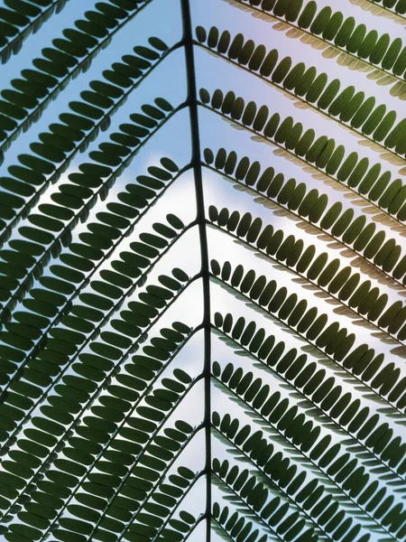Closeup Green Leaf Branch — Stock Photo, Image