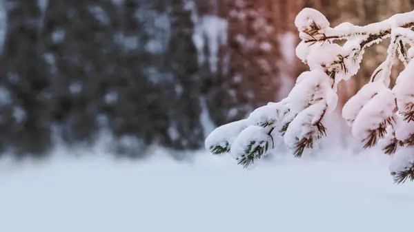 눈덮인 나무들의 핀란드 — 스톡 사진