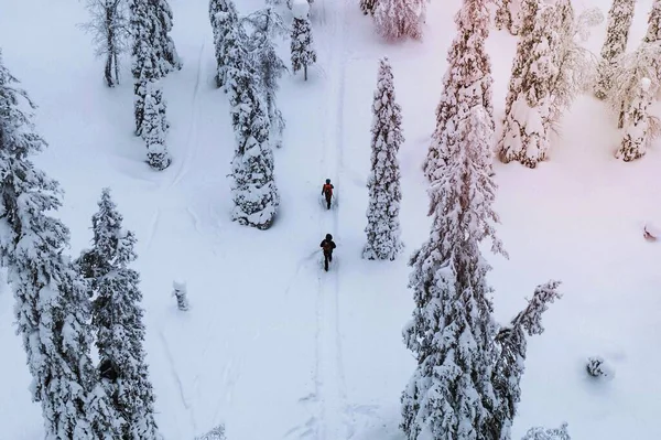 Drone Πλάνο Των Ανθρώπων Πεζοπορία Ένα Χιονισμένο Δάσος Στη Λαπωνία — Φωτογραφία Αρχείου