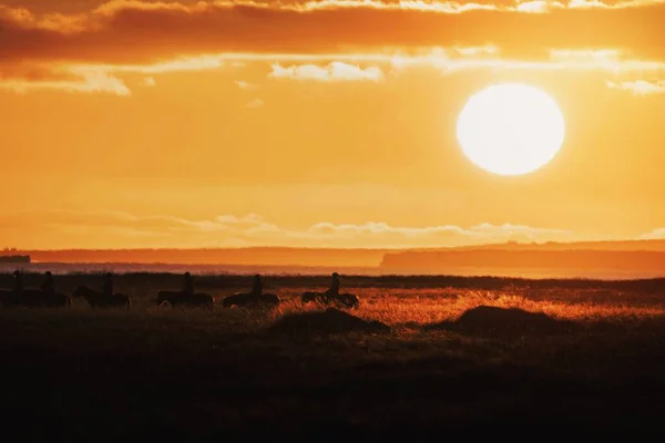 Trail Riding Iceland Sunset — 图库照片