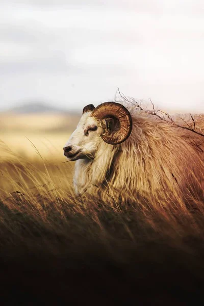 Northern European Short Tailed Sheep Iceland — Foto de Stock
