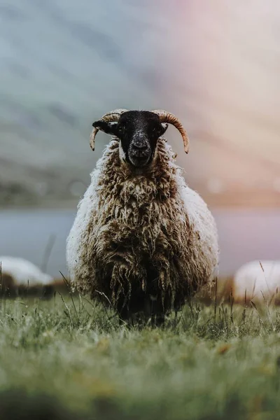 Schottische Blackface Schafe Talisker Bay Auf Der Isle Skye Schottland — Stockfoto