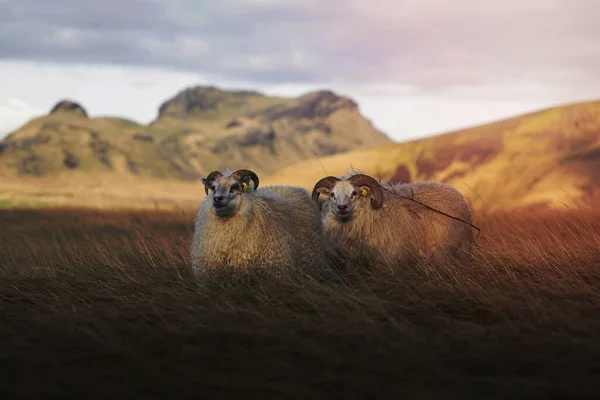 Ovelhas Cauda Curta Europa Norte Islândia — Fotografia de Stock