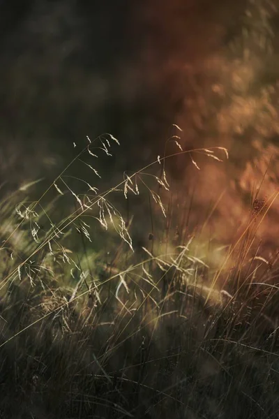 乾燥した草の背景の閉鎖 — ストック写真