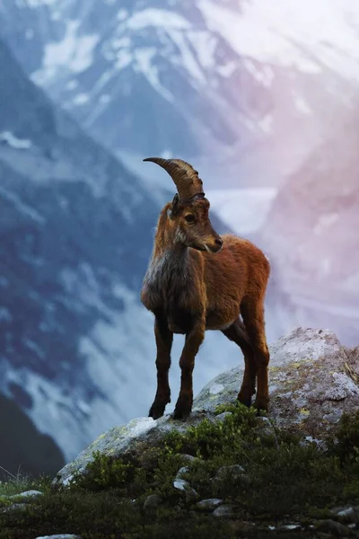 Άλπεων Ibex Στις Γαλλικές Άλπεις — Φωτογραφία Αρχείου