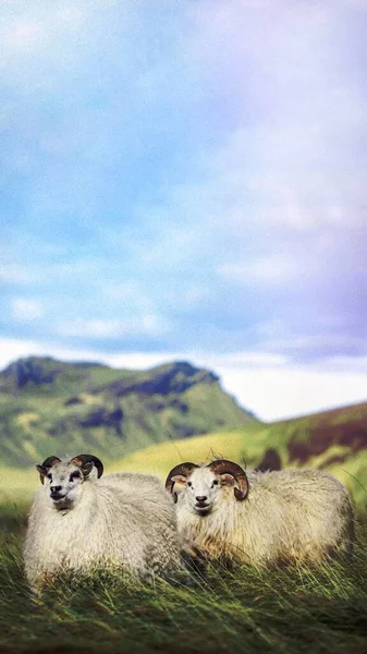 冰岛移动电话壁纸中的北欧短尾羊 — 图库照片