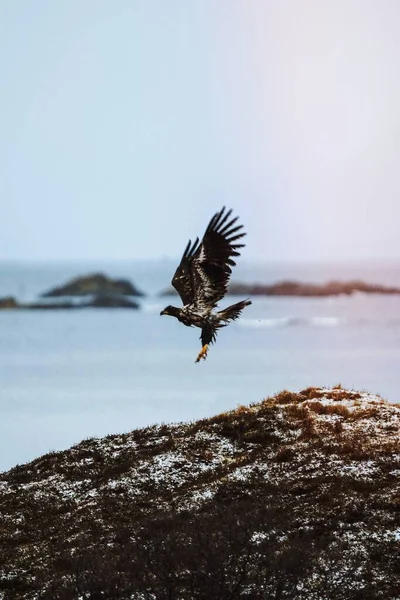 White Tailed Eagle Flight Lofoten Island Norway — Photo