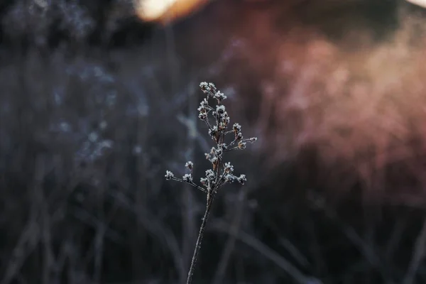 Buachaille Etive Morの霜で覆われた草 — ストック写真