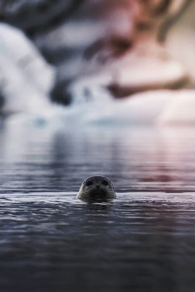 Niedliche Robbe Spielt Der Glacier Lagoon Island — Stockfoto