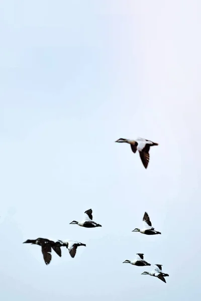Зграя Морських Птахів Летять Небі — стокове фото