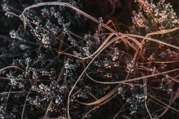 スコットランドのGlen Coeの霜で覆われた草 — ストック写真