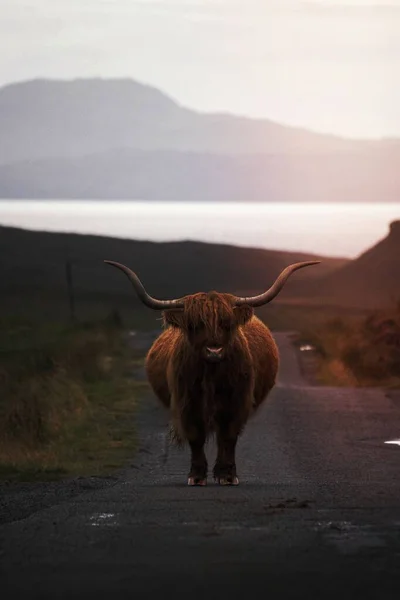 毛茸茸的苏格兰高地牛的圈养 — 图库照片