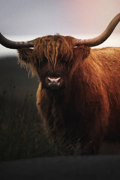 毛茸茸的苏格兰高地牛的圈养 — 图库照片