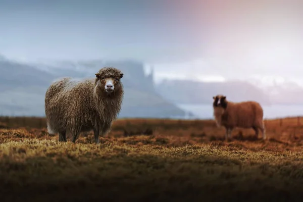 フェロー諸島のフェロー諸島の羊の群れ — ストック写真