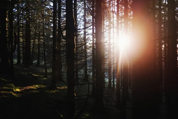 Luz Solar Irradiando Através Das Florestas Whinlatter Forest Lake District — Fotografia de Stock