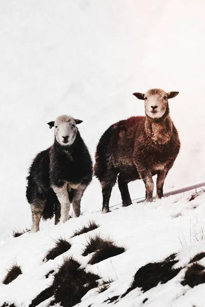 Herdwick Πρόβατα Στο Χιονισμένο Lake District Στη Σκωτία — Φωτογραφία Αρχείου