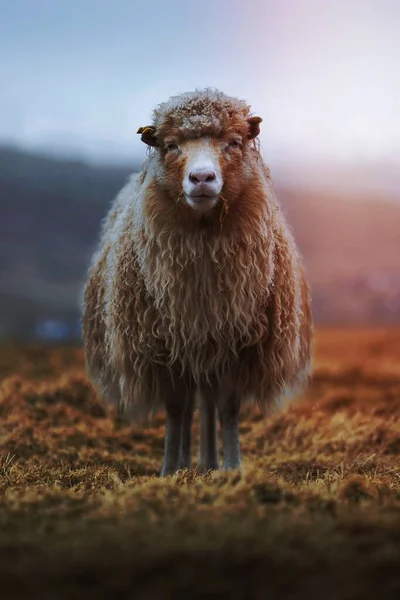 Фарерские Овцы Фарерских Островах — стоковое фото