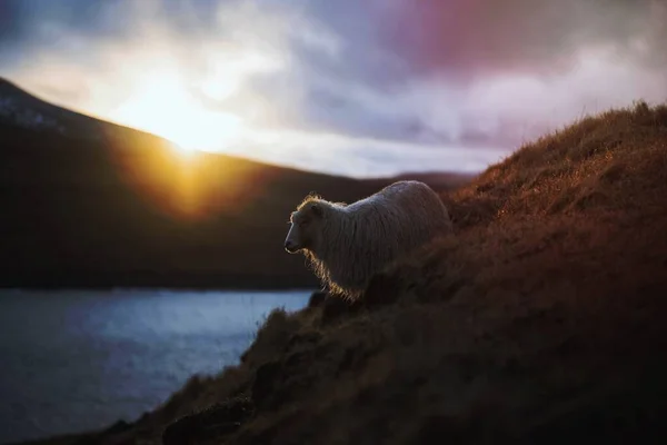 Faroe Sheep Faroe Islands Part Kingdom Denmark — Photo