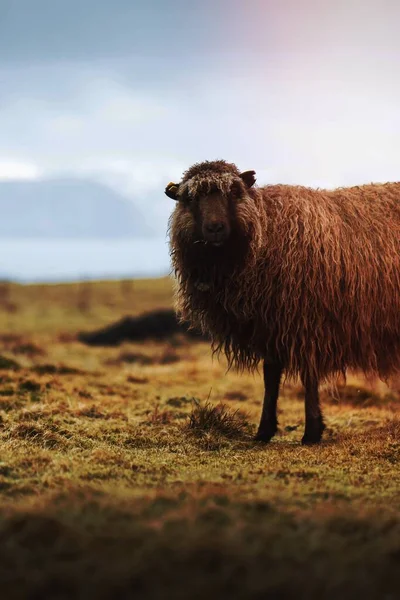 Pecore Faroe Alle Isole Faroe — Foto Stock