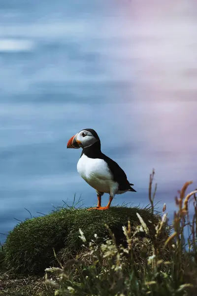 Treshnish群岛上可爱的大西洋海雀 — 图库照片
