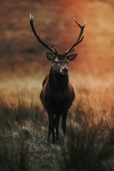 stock image Wild deer with beautiful large antlers 