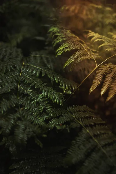 Ферн Листя Помірному Тропічному Лісі Малл — стокове фото