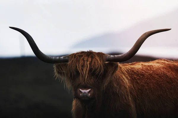 Zbliżenie Owłosionego Szkockiego Bydła Górskiego — Zdjęcie stockowe