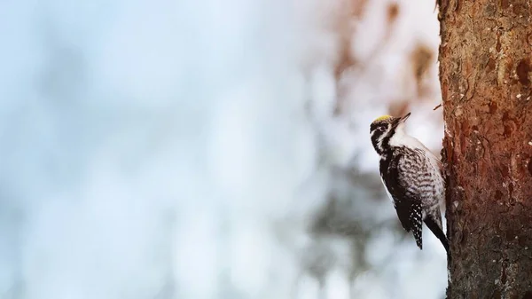フィンランドのオーランカ国立公園の木の上にある3本足のキツツキの鳥 — ストック写真