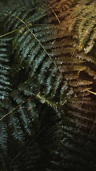 Ферн Залишає Помірному Тропічному Лісі Шпалери Мобільних Телефонів — стокове фото