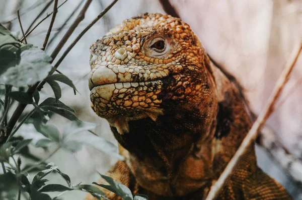 Galapagos Kara Iguanası Galapagos Adaları Ekvador — Stok fotoğraf