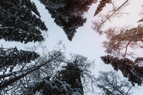 Γραφικό Πευκοδάσος Καλυμμένο Χιόνι Στο Εθνικό Πάρκο Oulanka Φινλανδία — Φωτογραφία Αρχείου