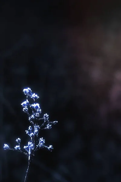 Mit Frost Bedeckte Blätter Bei Buachaille Etive Mor — Stockfoto